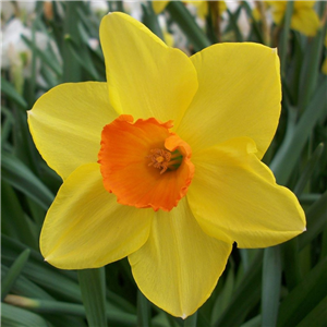 Narcissus (Daffodil) 'Sealing Wax' 